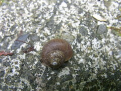 Cyclophorus herklotsi