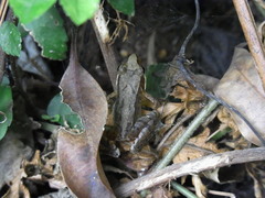 Rana japonica