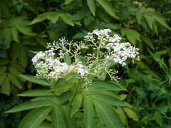 Sambucus javanica
