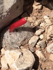 Mammillaria lasiacantha