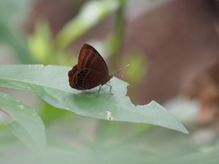 Abisara echerius
