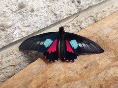 Parides neophilus