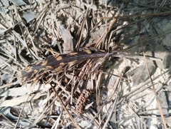 Antrostomus carolinensis