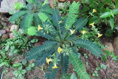 Biophytum sensitivum