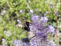 Bombus