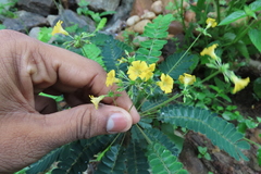 Biophytum sensitivum
