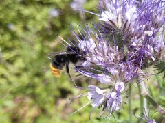 Bombus