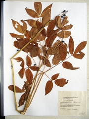 Caulophyllum robustum
