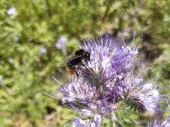 Bombus