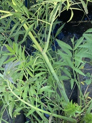 Cicuta virosa