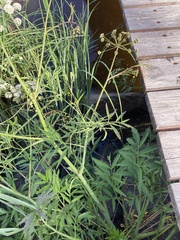 Cicuta virosa