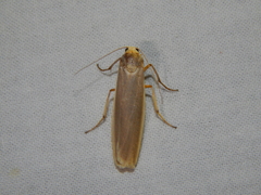 Sozusa scutellata