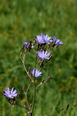 Lactuca sibirica