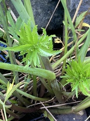 Cicuta virosa