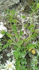 Chaerophyllum taiwanianum