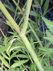 Cicuta virosa