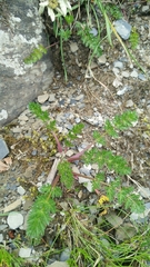 Chaerophyllum taiwanianum