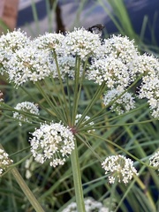 Cicuta virosa