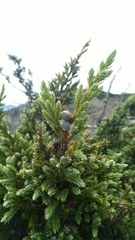 Juniperus squamata