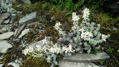 Leontopodium microphyllum