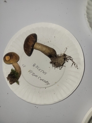 Boletus vermiculosus