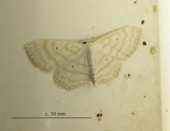 Scopula sincera