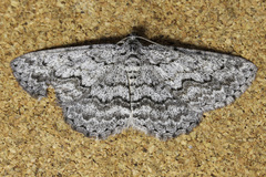 Psilosticha absorpta