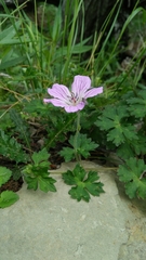 Geranium hayatanum