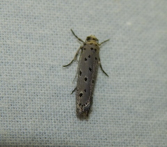 Ethmia circumdatella