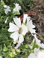Apis mellifera