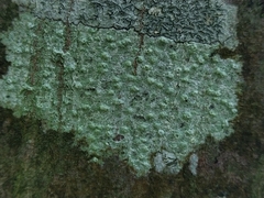Pertusaria leioplaca