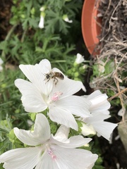 Apis mellifera