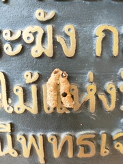 Sceliphron madraspatanum