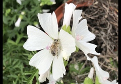 Apis mellifera