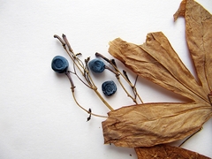 Caulophyllum robustum