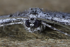 Psilosticha absorpta