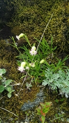 Silene ohwii