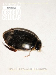 Thermonectus circumscriptus