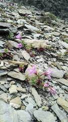 Epilobium nankotaizanense