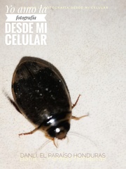 Thermonectus circumscriptus