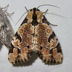 Stibaera thyatiroides