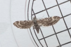 Eupithecia nanata