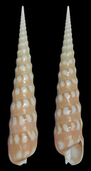 Terebra guttata