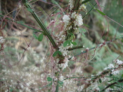 Cuscuta epithymum