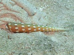 Terebra guttata