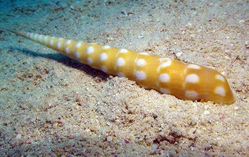 Terebra guttata (Röding, 1798)