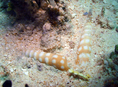 Terebra guttata