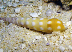 Terebra guttata