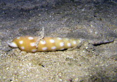 Terebra guttata