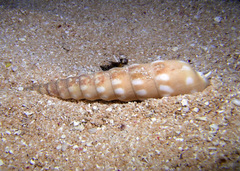 Terebra guttata